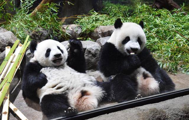 皇冠体育App下载
_日本等了30多天皇冠体育App下载
,终于在韩国见到中国官员,却发现中方早留了后手