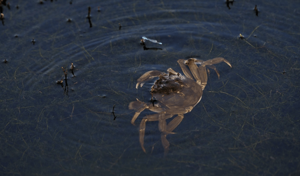 世界杯皇冠足球平台
_东南亚国家左右为难!既想给中国当阳澄湖世界杯皇冠足球平台
,又怕“洗澡蟹”露馅